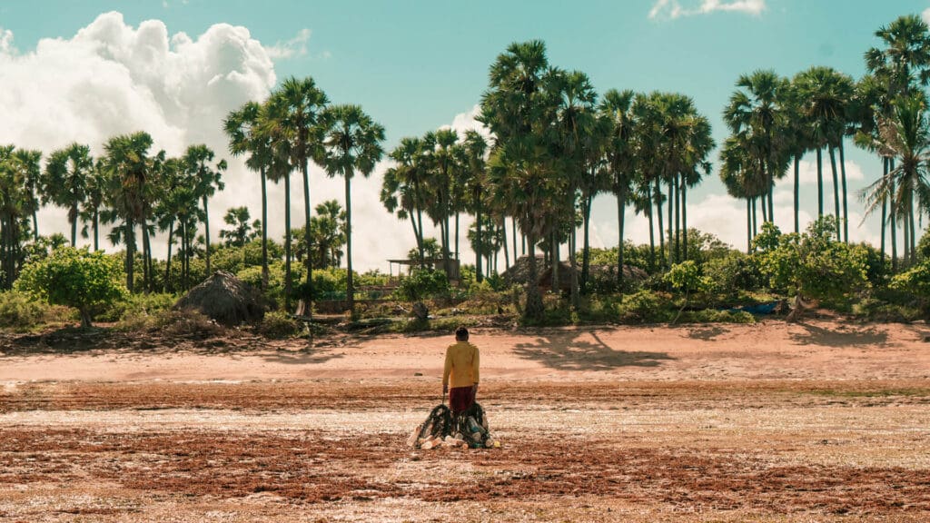 A man wearing a yellow shirt hauls his seaweed nets up the beach towards a row of tall palm trees. 
