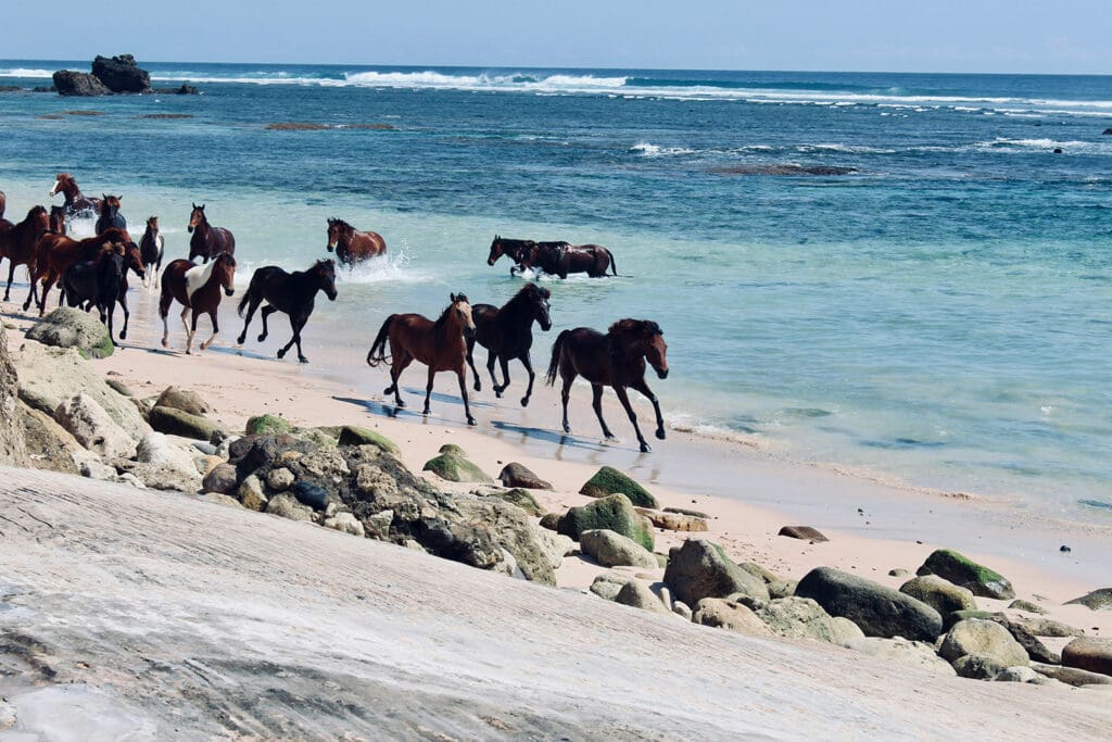 Wild black horses running on the white sand beaches of Sumba island, with blue water in the backdrop. 